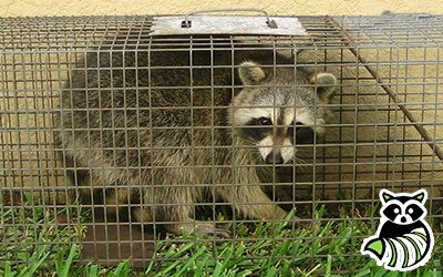 Franciscan Village trapping
